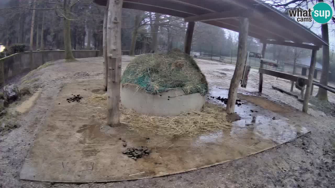 Camera en vivo Cebras in Ljubljana ZOO – Eslovenia