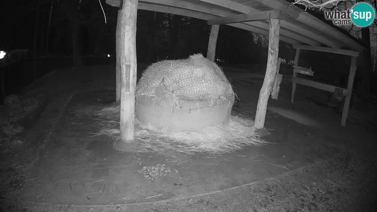 Live webcam Les zèbres in Ljubljana ZOO – Slovénie