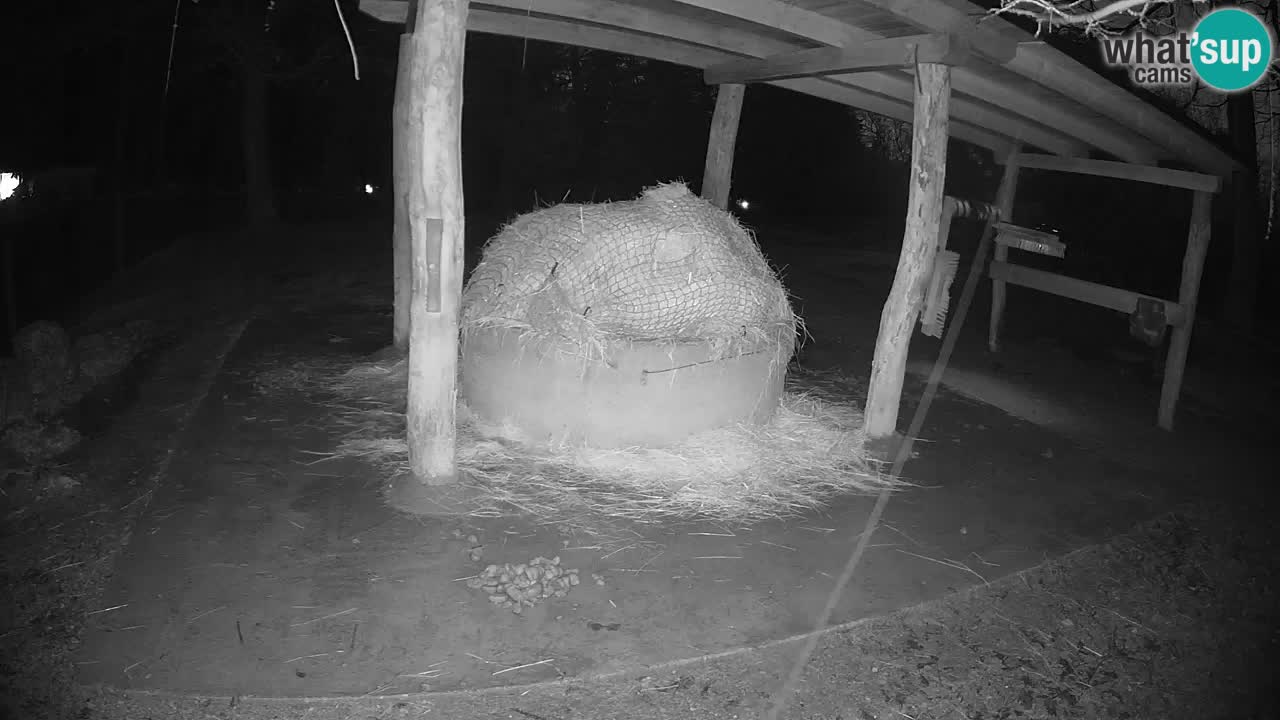 Live webcam Zebras in Ljubljana ZOO – Slovenia