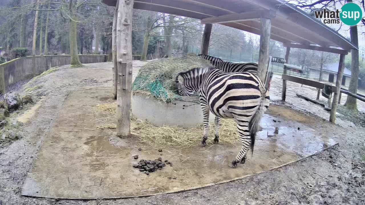 Live webcam Les zèbres in Ljubljana ZOO – Slovénie