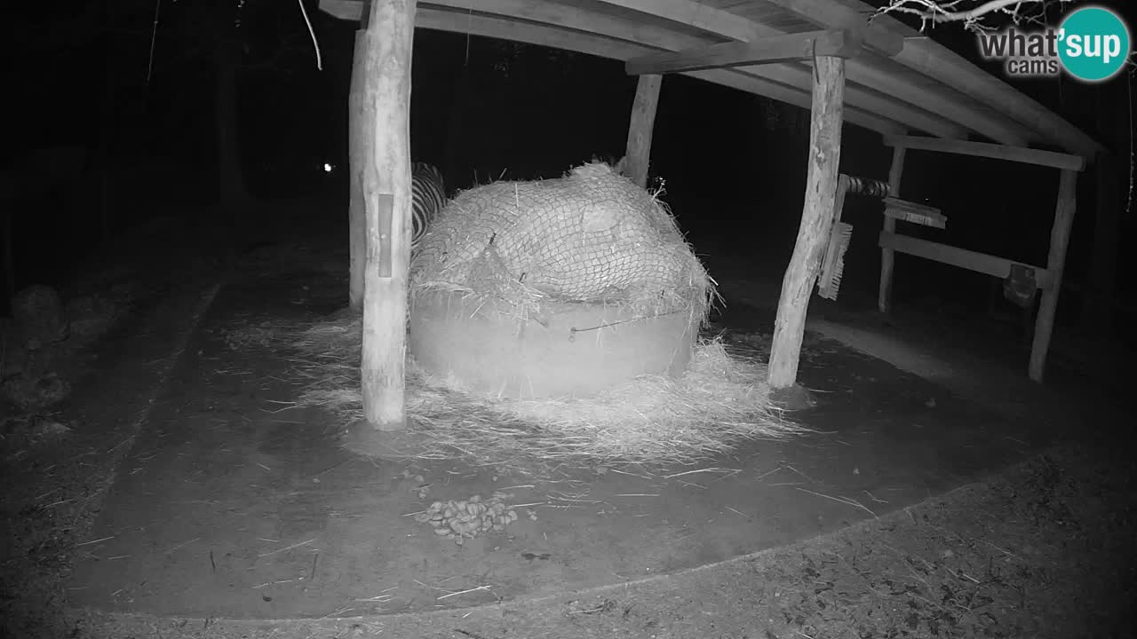 Zebre v živo v živalskem vrtu Ljubljana ZOO spletne kamere