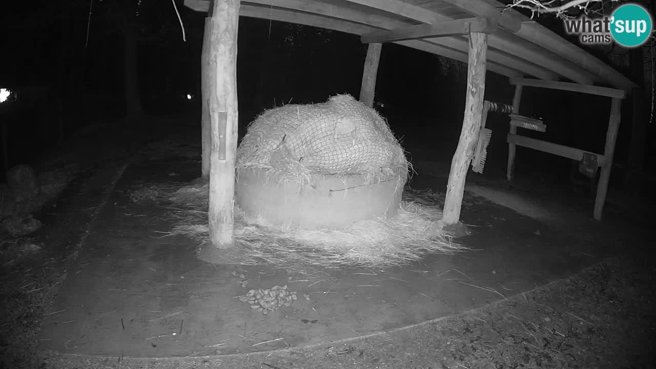 Live webcam Les zèbres in Ljubljana ZOO – Slovénie