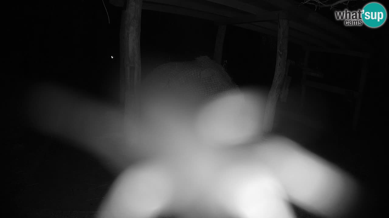 Camera en vivo Cebras in Ljubljana ZOO – Eslovenia