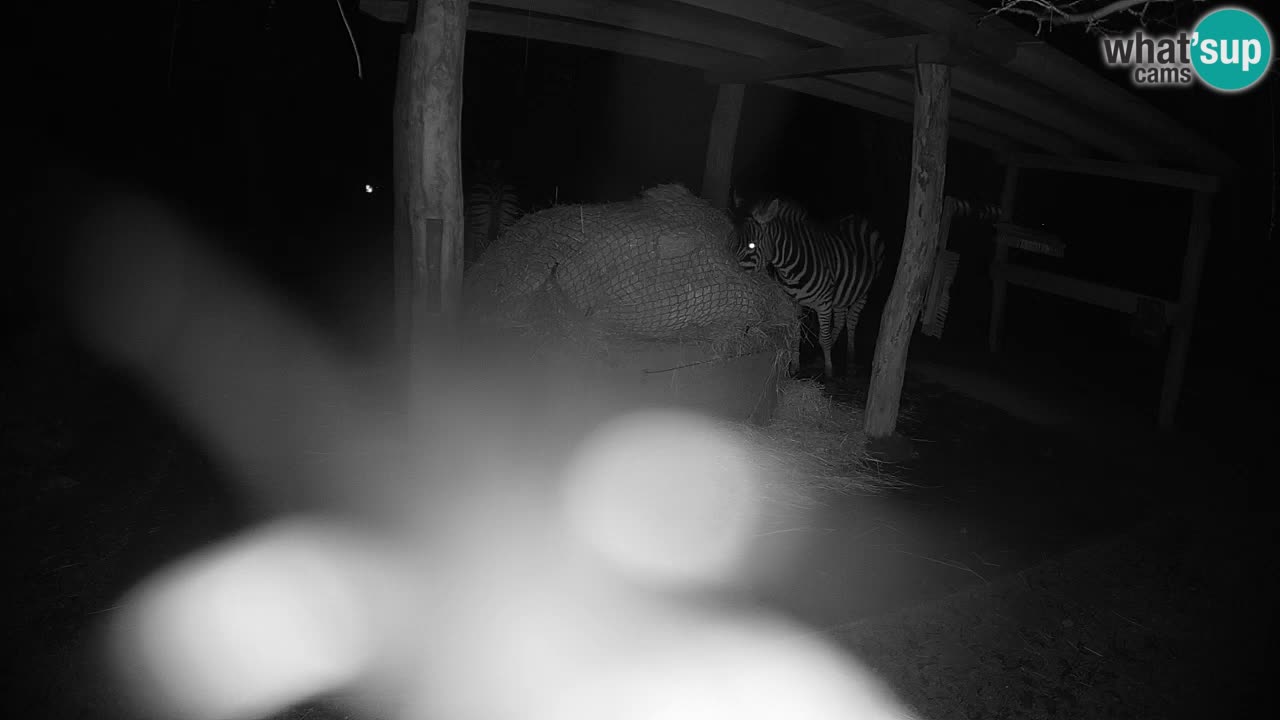 Web kamera uživo Zebras u ZOO Ljubljana – Slovenija