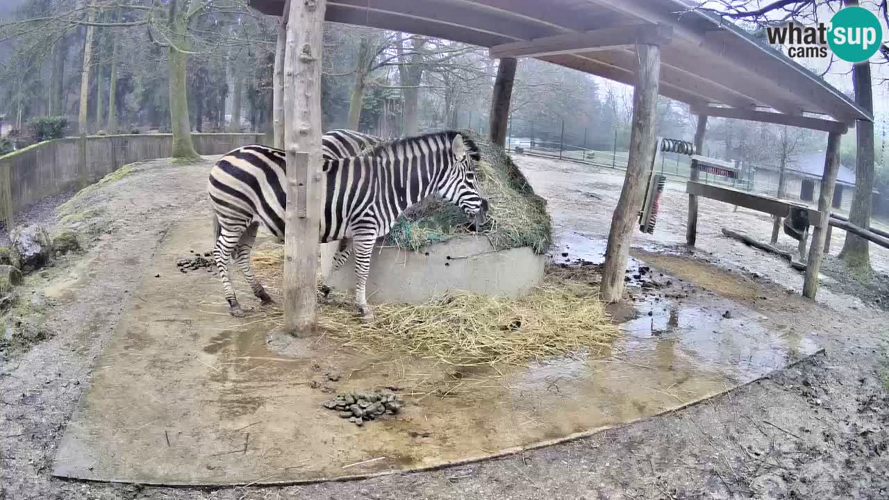 Live webcam Les zèbres in Ljubljana ZOO – Slovénie