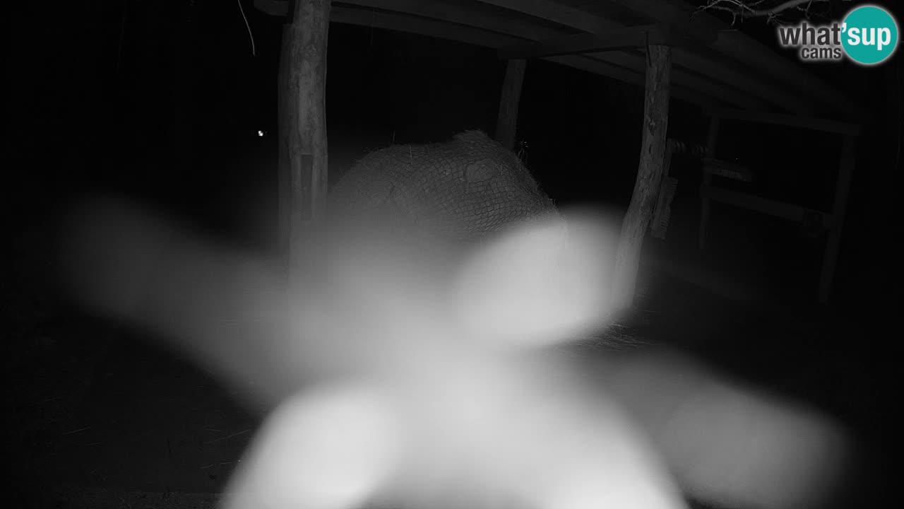 Camera en vivo Cebras in Ljubljana ZOO – Eslovenia