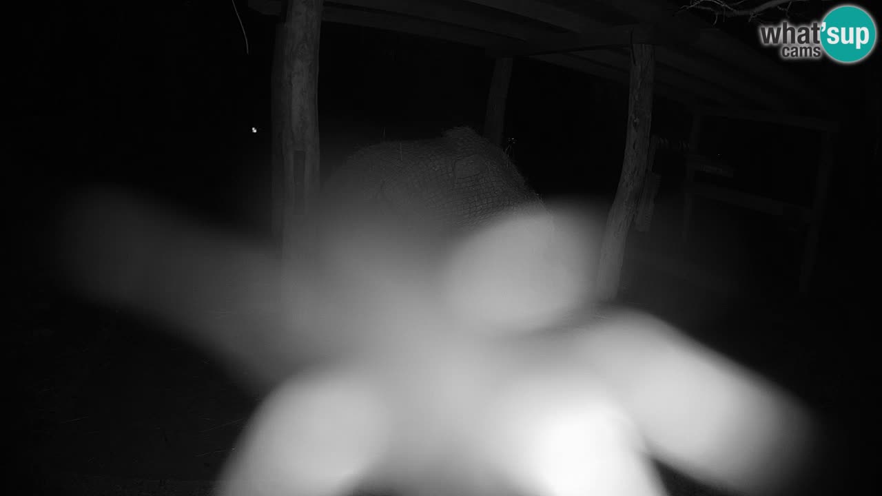 Zebre v živo v živalskem vrtu Ljubljana ZOO spletne kamere