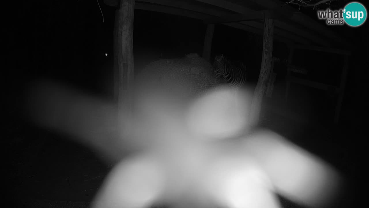 Live Webcam Zebras in Ljubljana ZOO – Slowenien