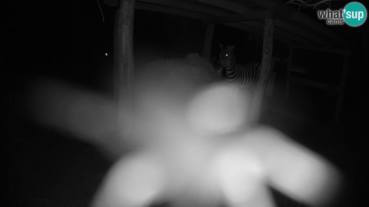 Zebre v živo v živalskem vrtu Ljubljana ZOO spletne kamere
