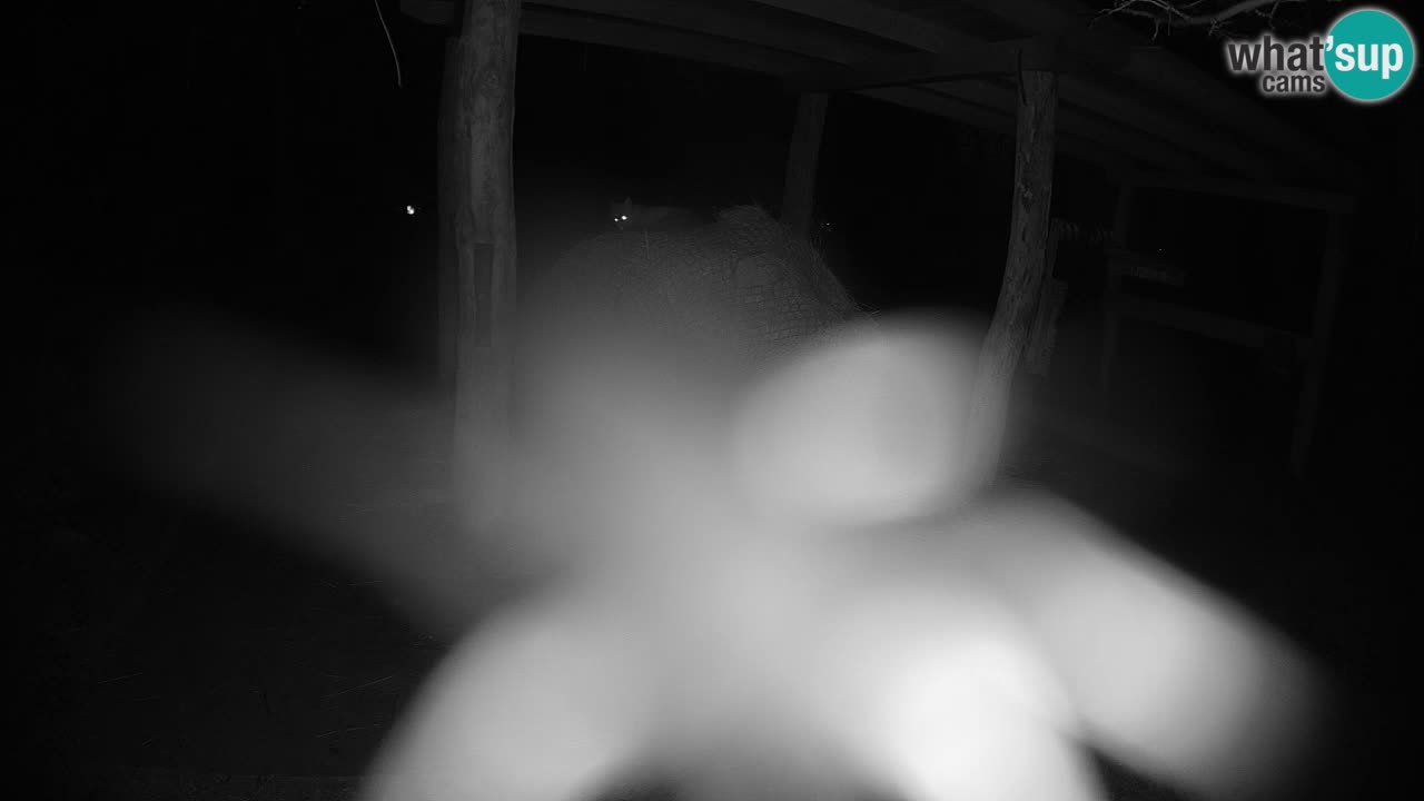 Le Zebre nello ZOO di Ljubljana – Slovenia Live webcam