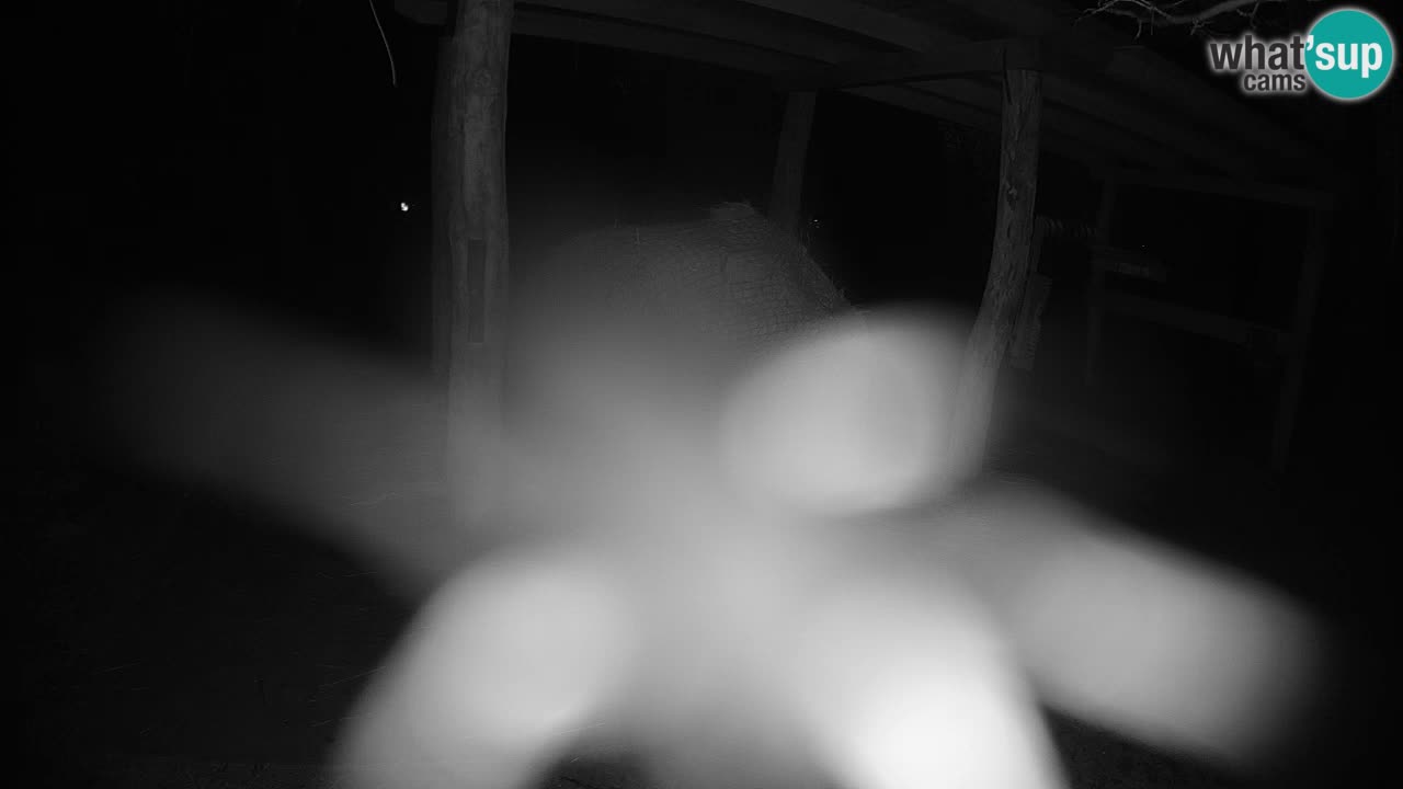 Live webcam Les zèbres in Ljubljana ZOO – Slovénie