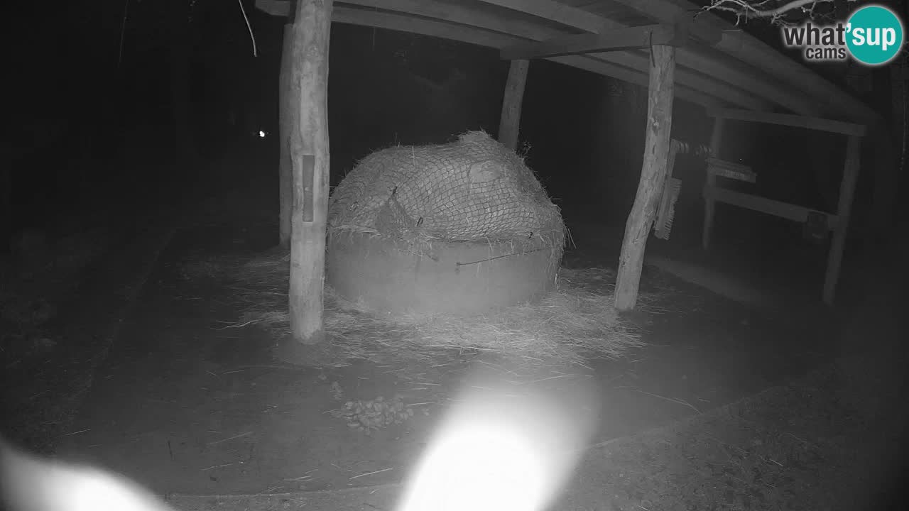 Live Webcam Zebras in Ljubljana ZOO – Slowenien