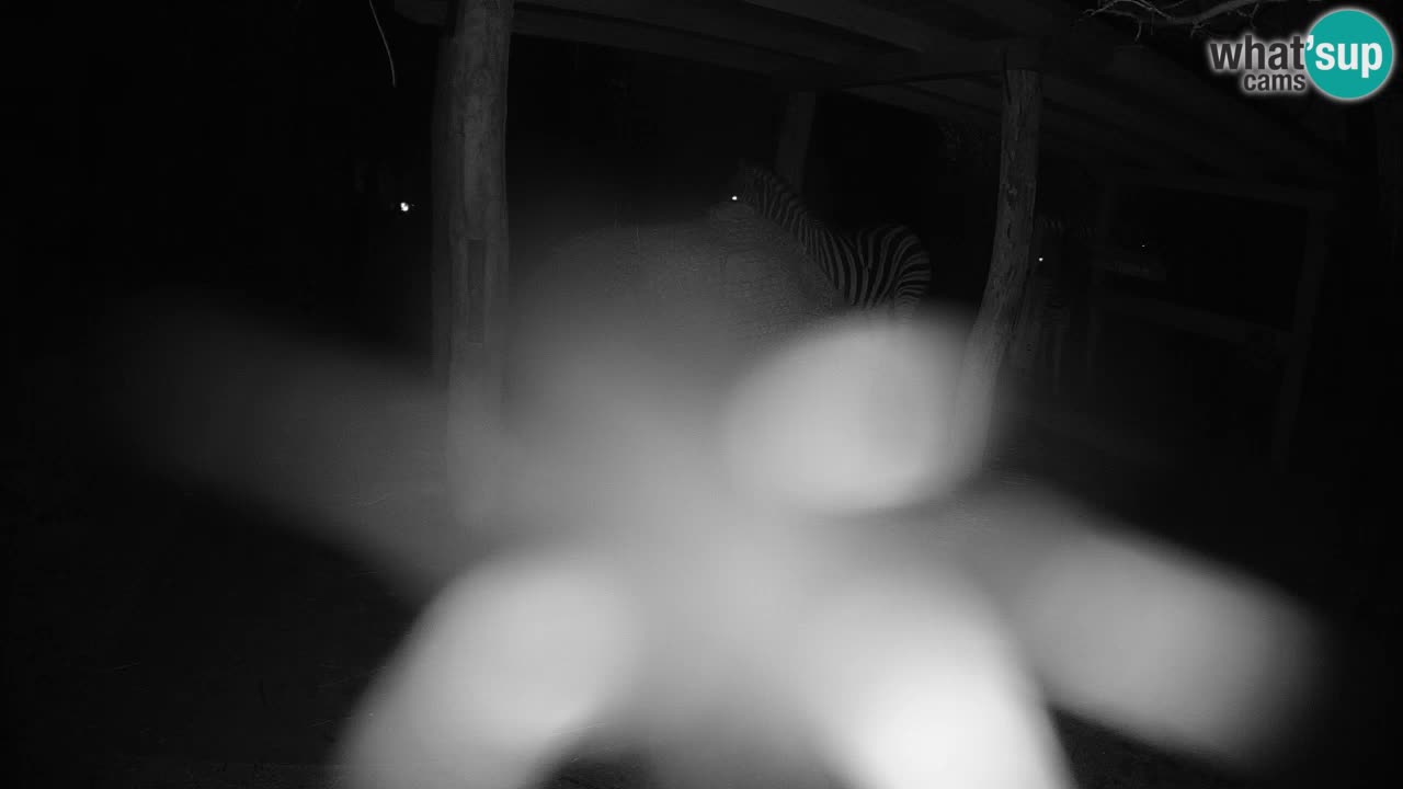 Camera en vivo Cebras in Ljubljana ZOO – Eslovenia