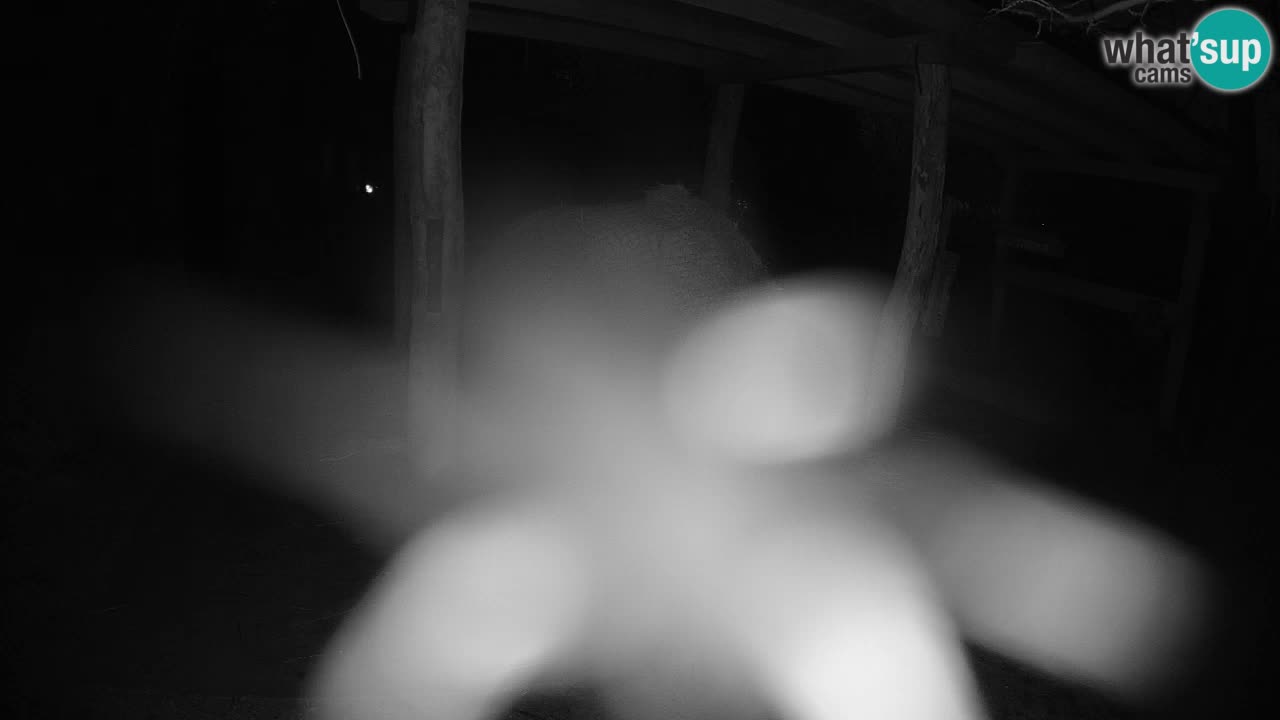 Live webcam Les zèbres in Ljubljana ZOO – Slovénie