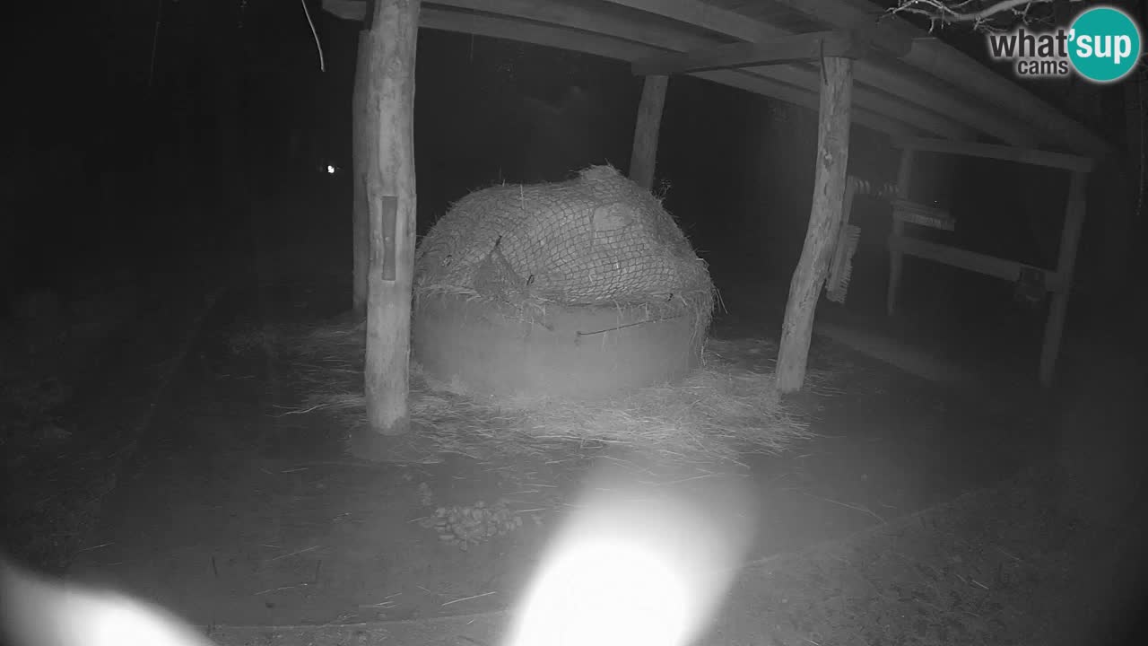 Web kamera uživo Zebras u ZOO Ljubljana – Slovenija