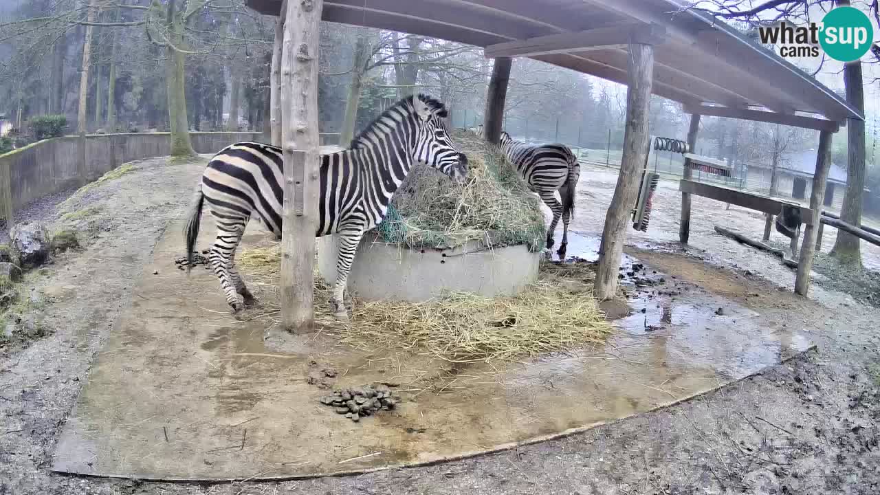 Web kamera uživo Zebras u ZOO Ljubljana – Slovenija