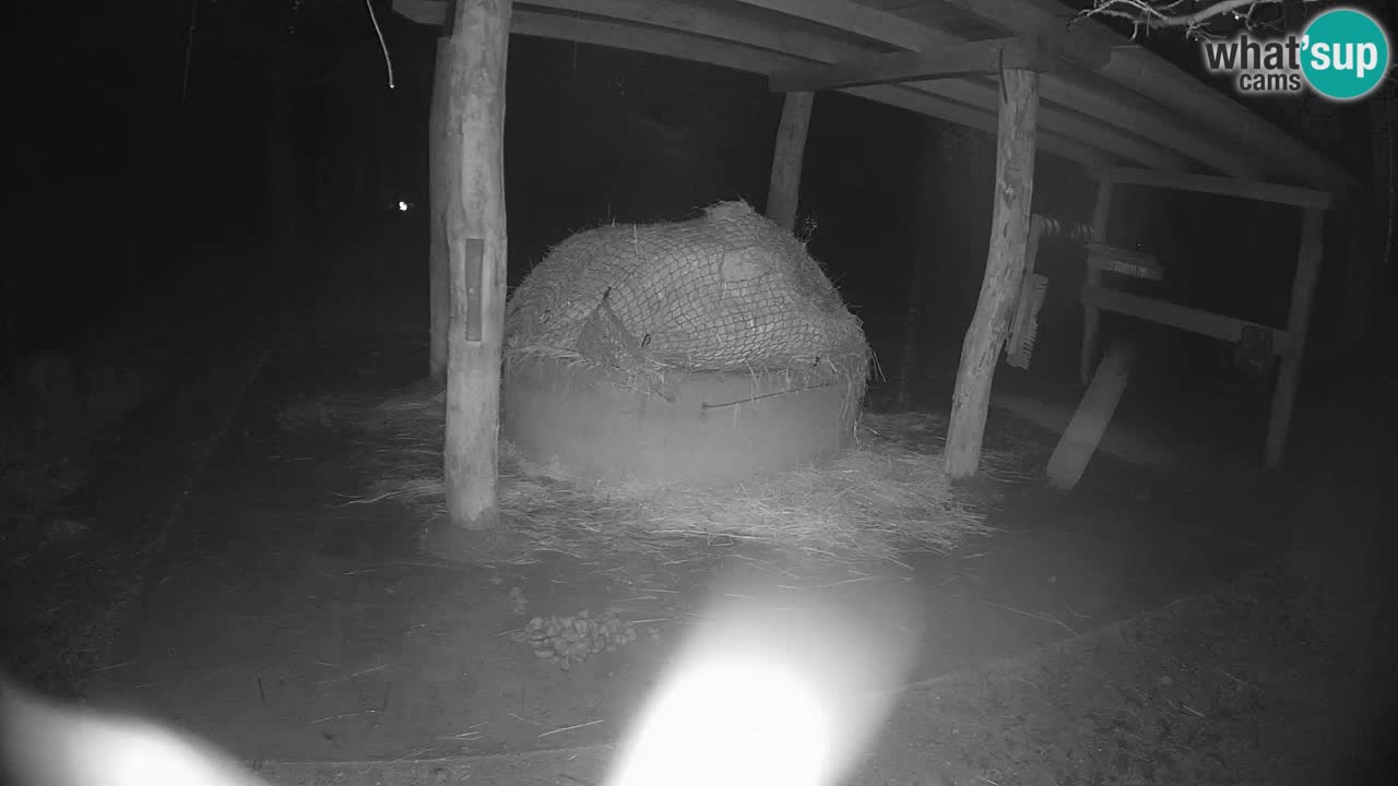 Le Zebre nello ZOO di Ljubljana – Slovenia Live webcam