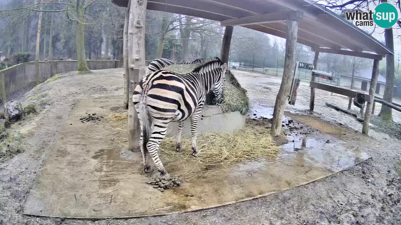 Live webcam Les zèbres in Ljubljana ZOO – Slovénie