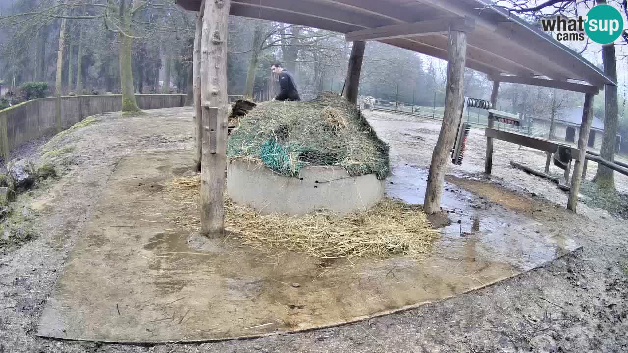 Le Zebre nello ZOO di Ljubljana – Slovenia Live webcam