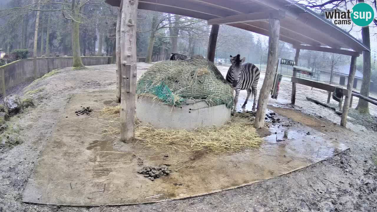 Le Zebre nello ZOO di Ljubljana – Slovenia Live webcam