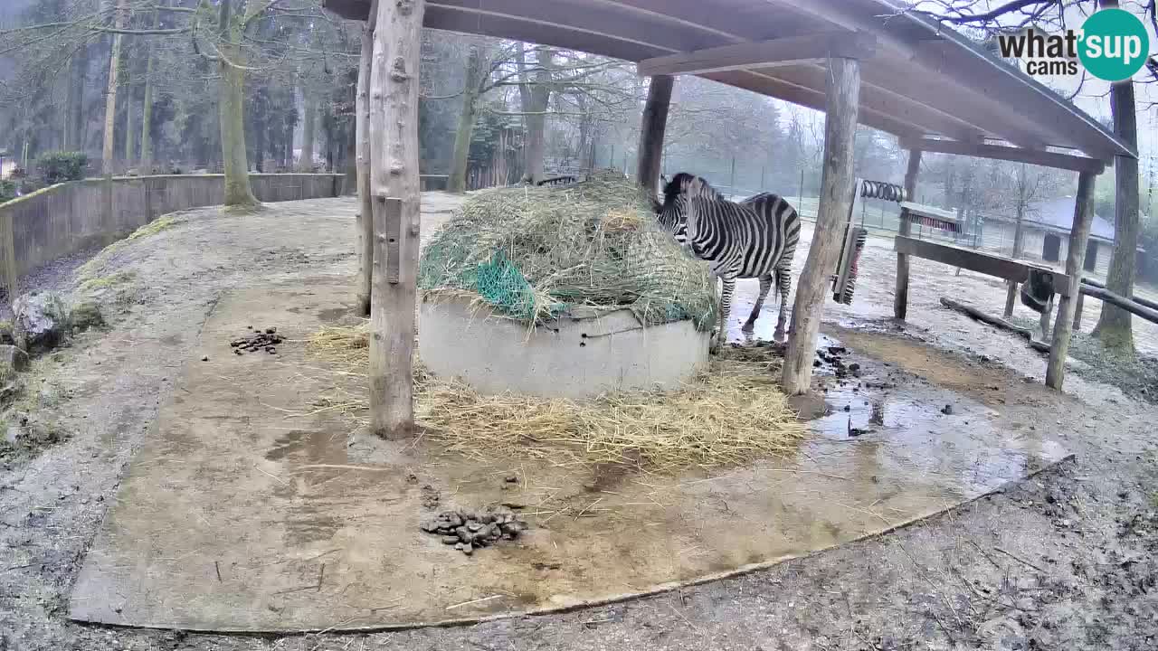 Zebre v živo v živalskem vrtu Ljubljana ZOO spletne kamere