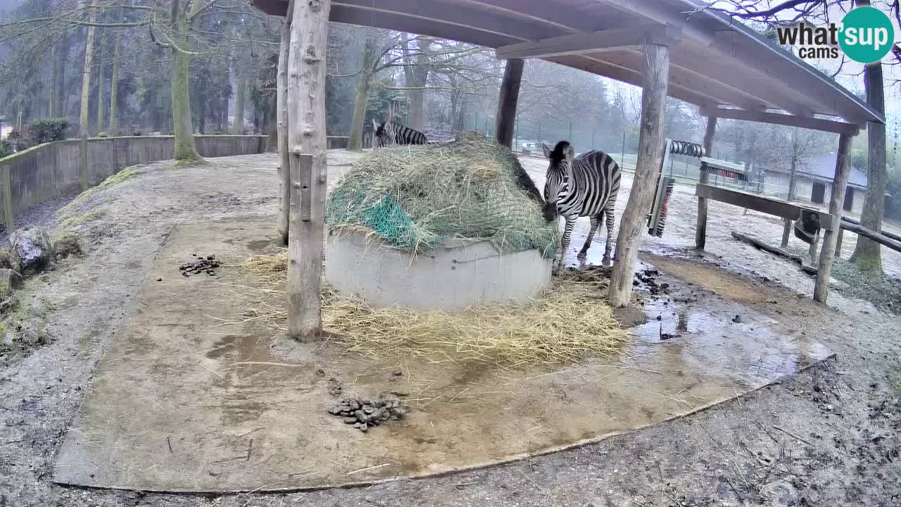 Zebre v živo v živalskem vrtu Ljubljana ZOO spletne kamere