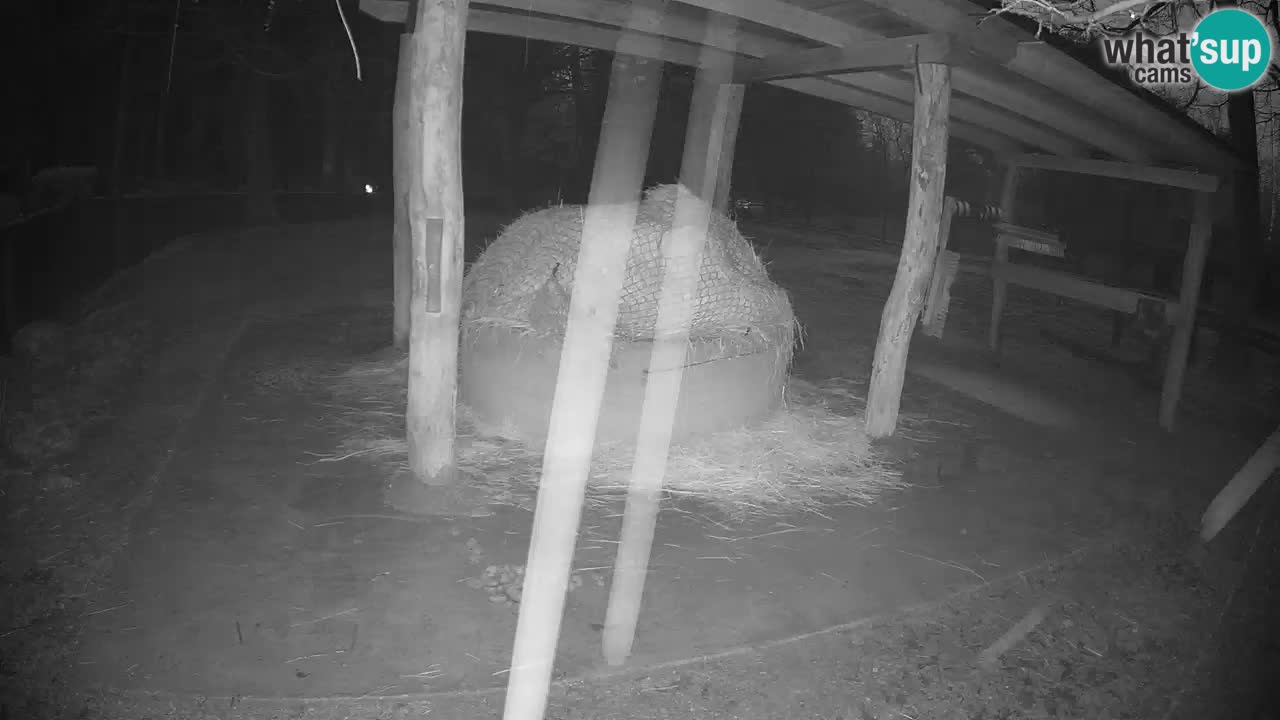 Live webcam Les zèbres in Ljubljana ZOO – Slovénie