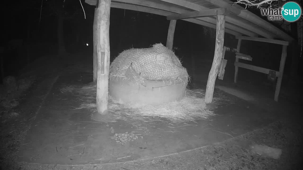 Live webcam Les zèbres in Ljubljana ZOO – Slovénie