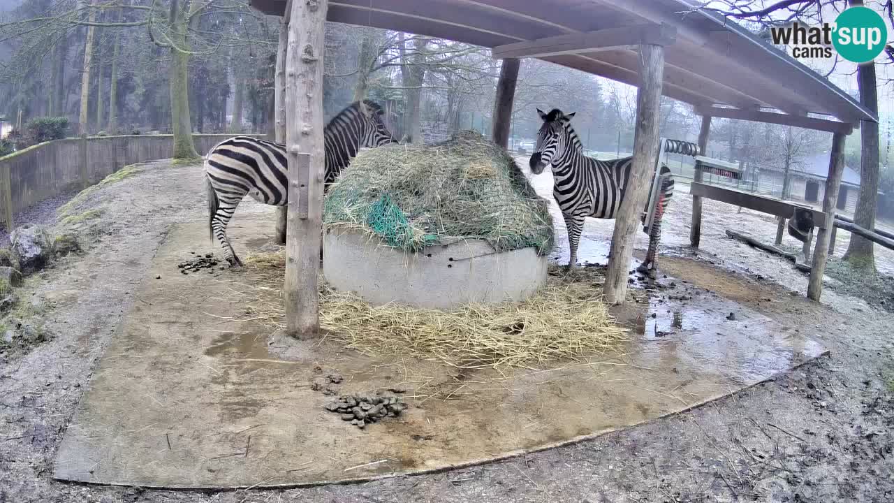 Zebre v živo v živalskem vrtu Ljubljana ZOO spletne kamere