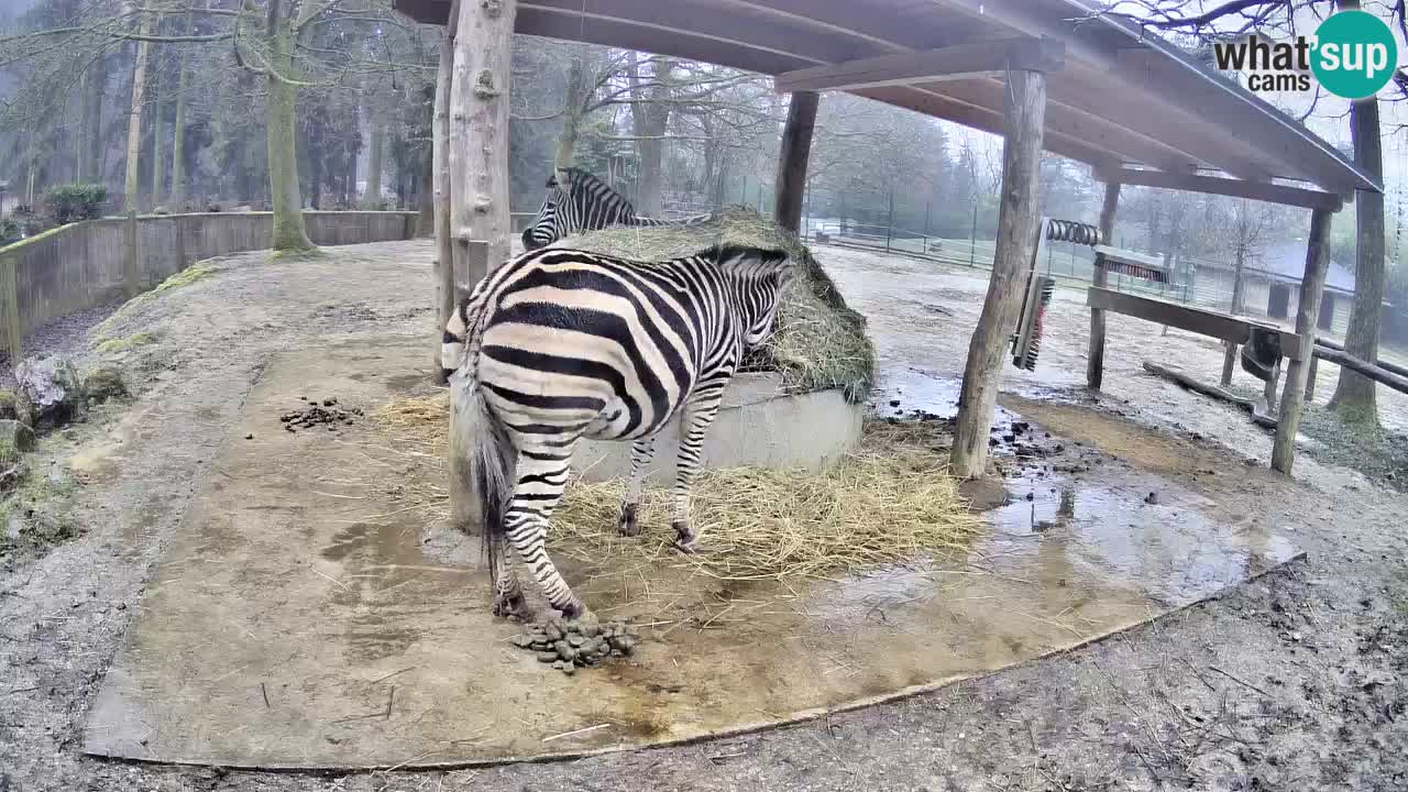 Le Zebre nello ZOO di Ljubljana – Slovenia Live webcam