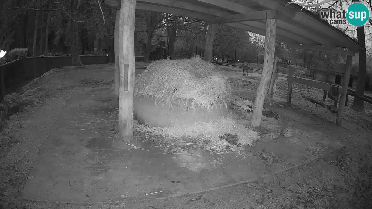 Le Zebre nello ZOO di Ljubljana – Slovenia Live webcam