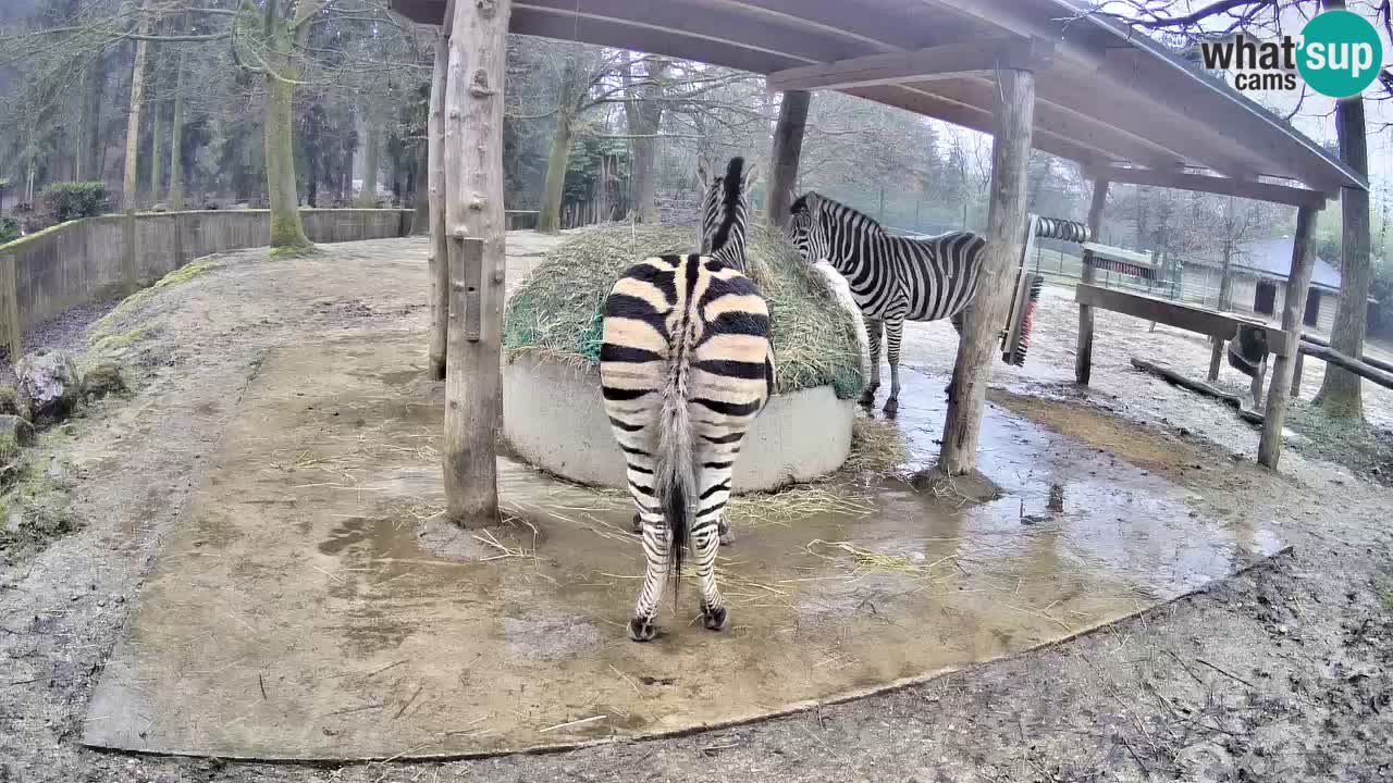 Live webcam Zebras in Ljubljana ZOO – Slovenia