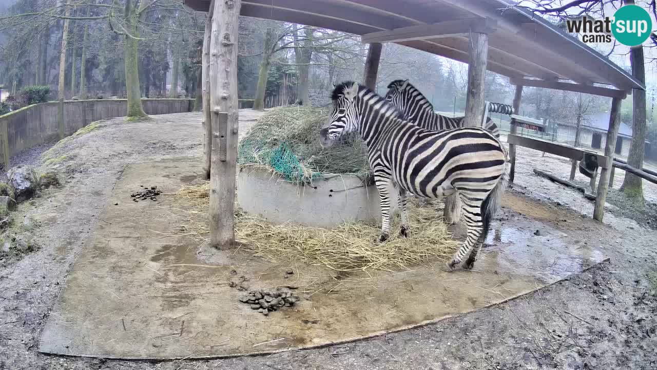 Live webcam Zebras in Ljubljana ZOO – Slovenia