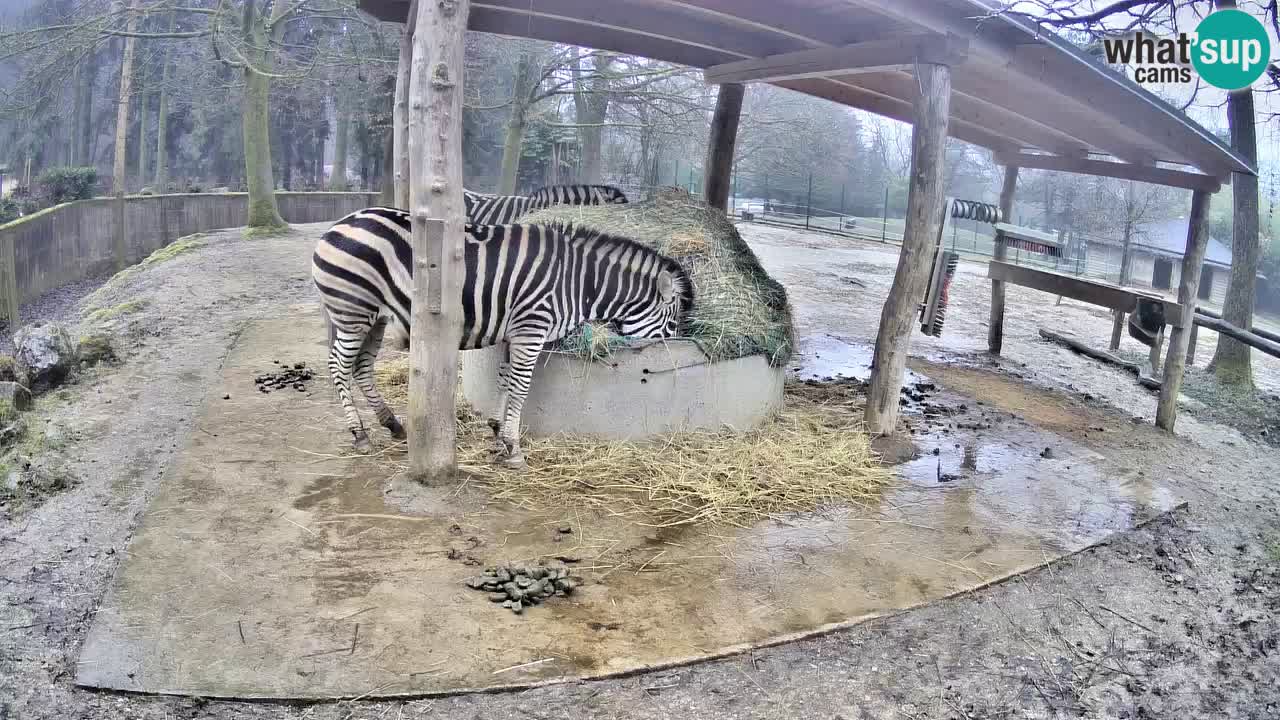 Camera en vivo Cebras in Ljubljana ZOO – Eslovenia