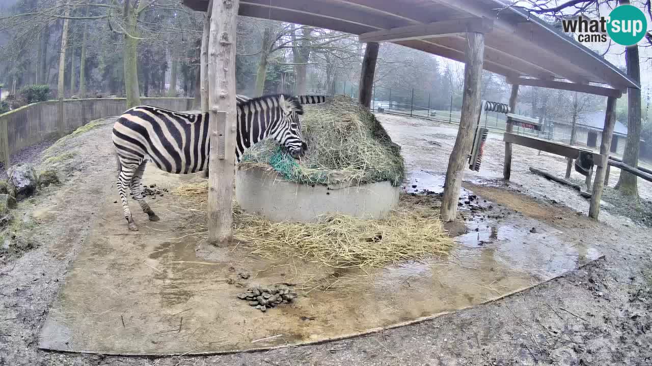 Live webcam Zebras in Ljubljana ZOO – Slovenia