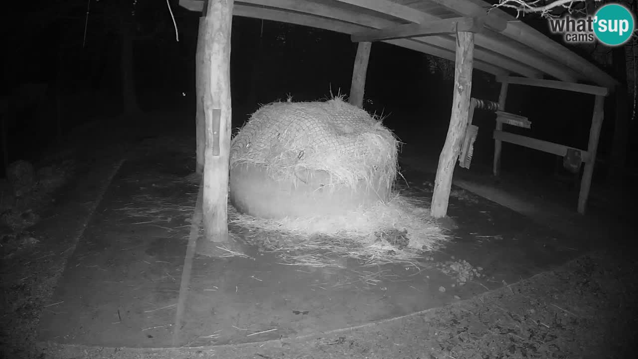 Camera en vivo Cebras in Ljubljana ZOO – Eslovenia