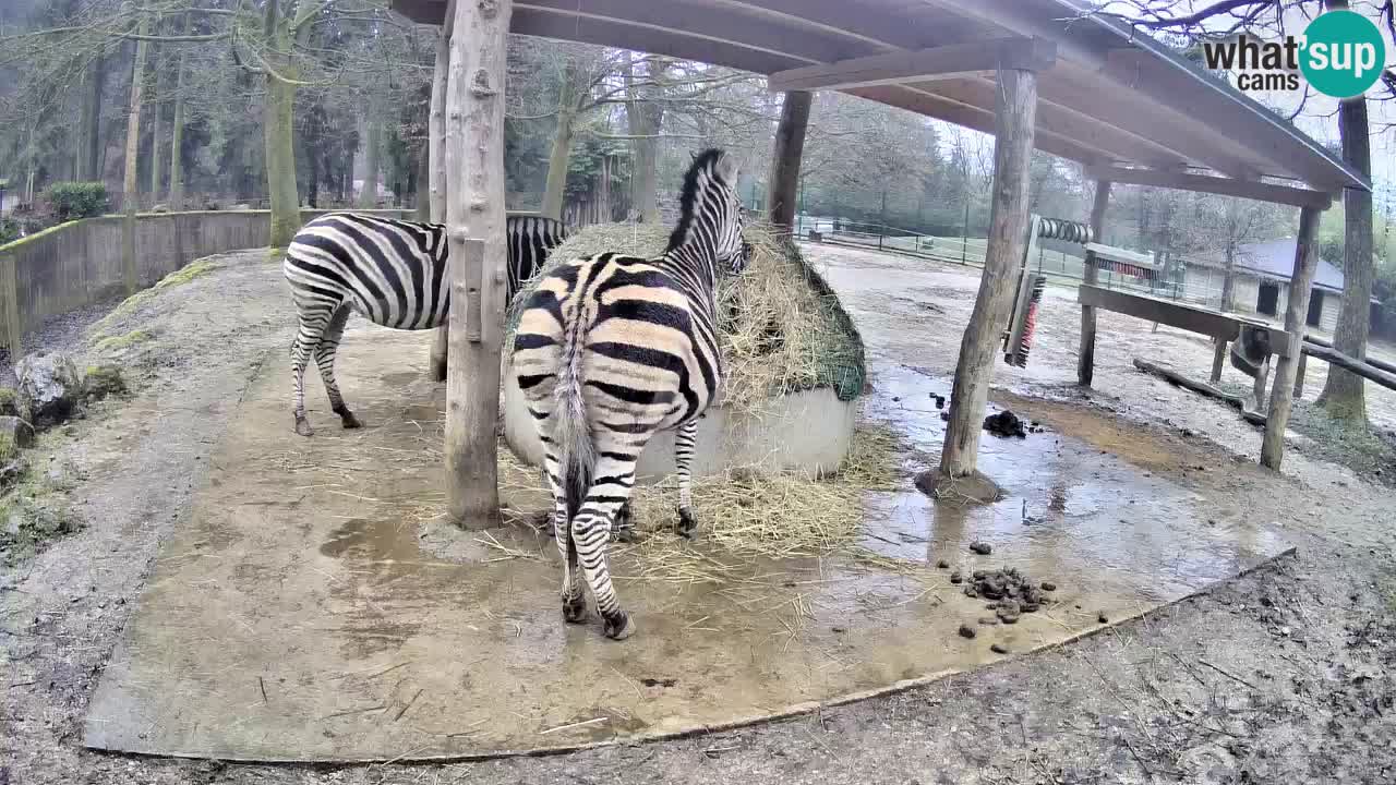 Camera en vivo Cebras in Ljubljana ZOO – Eslovenia