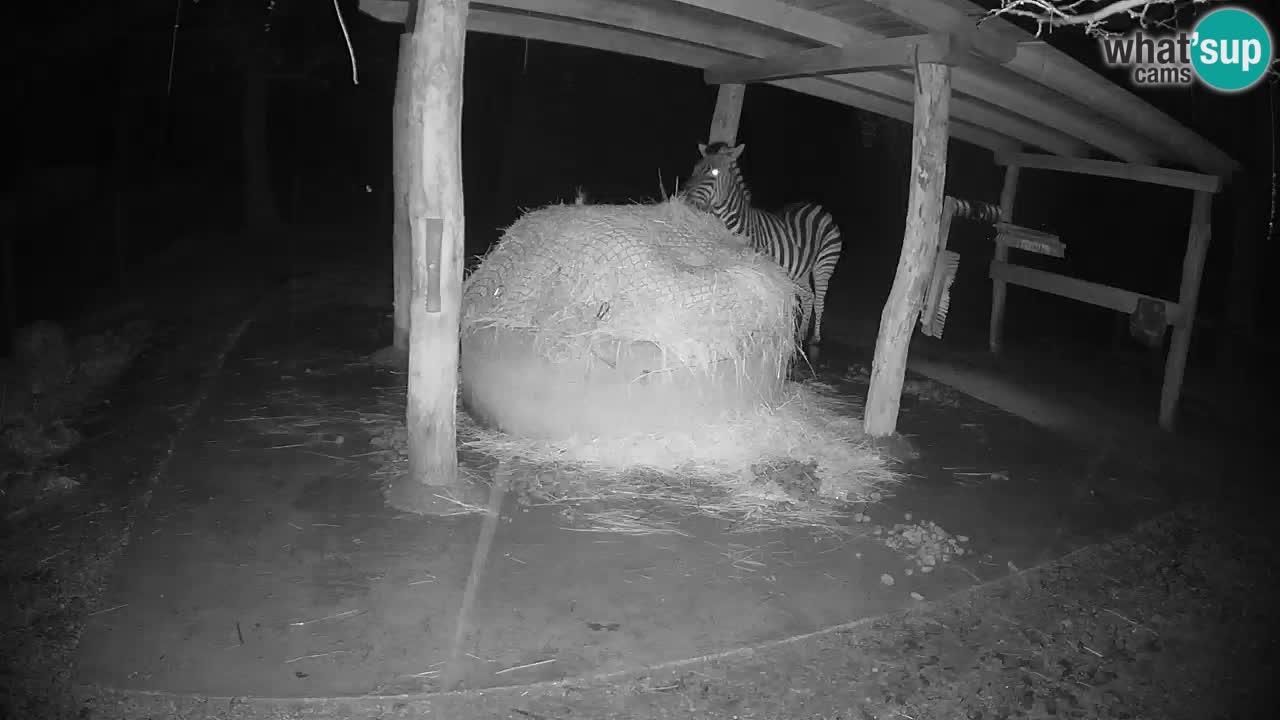 Live webcam Zebras in Ljubljana ZOO – Slovenia