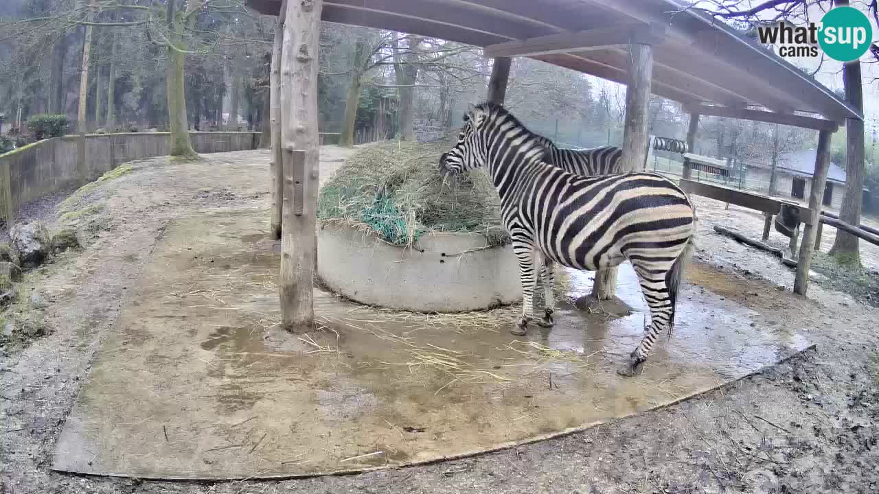 Zebre v živo v živalskem vrtu Ljubljana ZOO spletne kamere