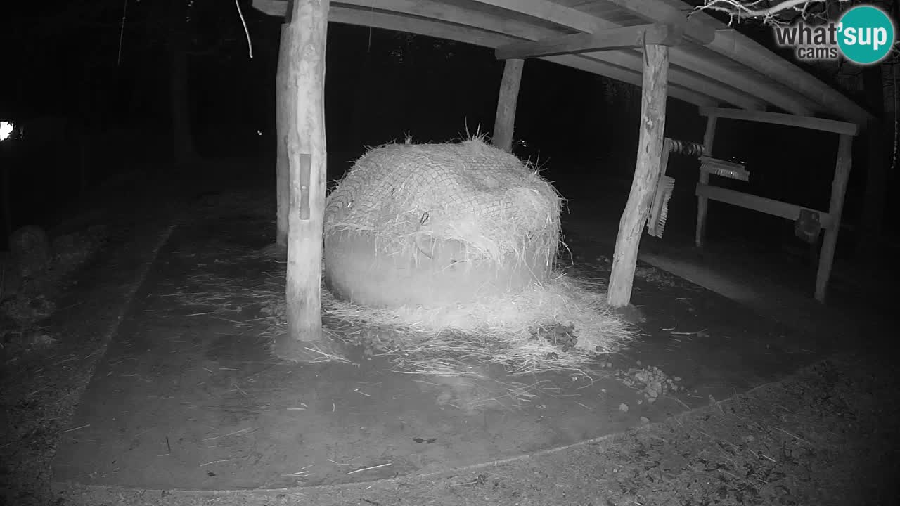 Camera en vivo Cebras in Ljubljana ZOO – Eslovenia