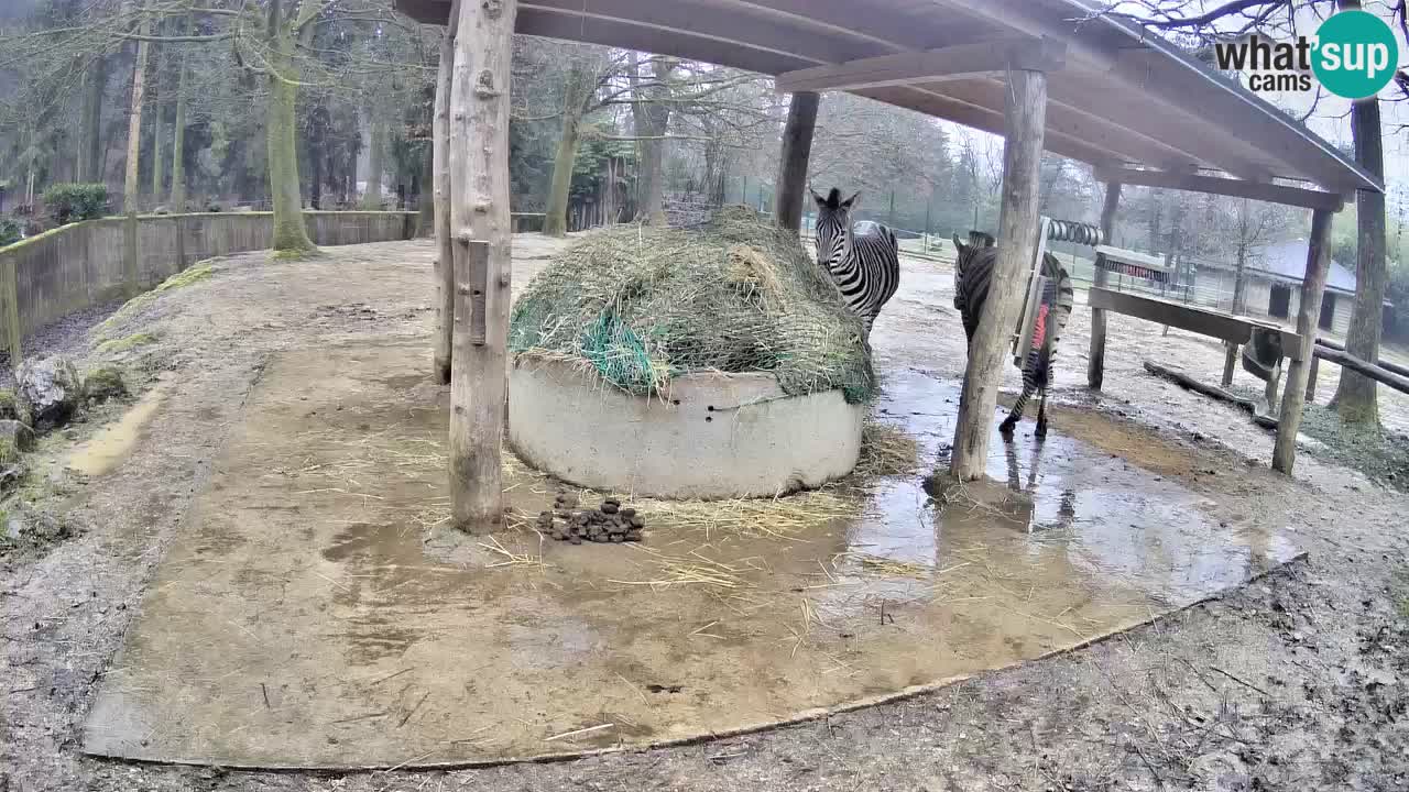 Live Webcam Zebras in Ljubljana ZOO – Slowenien