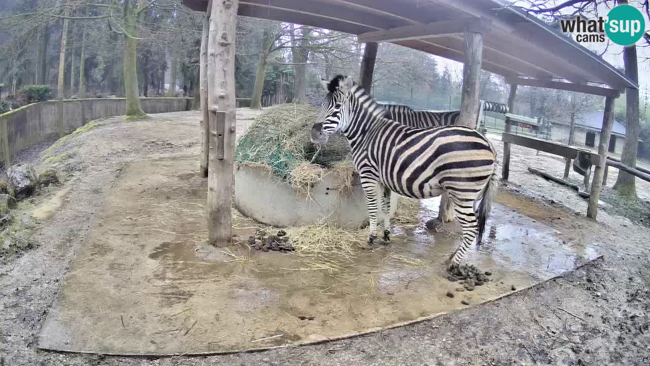 Web kamera uživo Zebras u ZOO Ljubljana – Slovenija