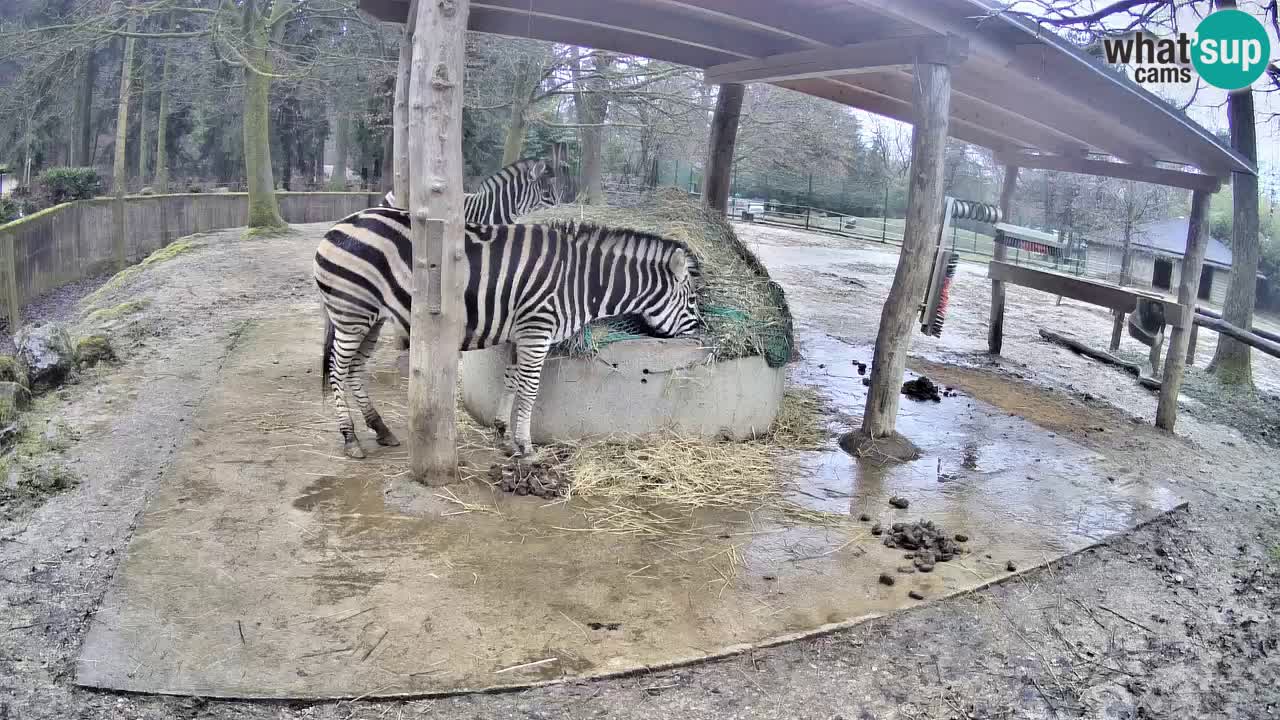 Camera en vivo Cebras in Ljubljana ZOO – Eslovenia