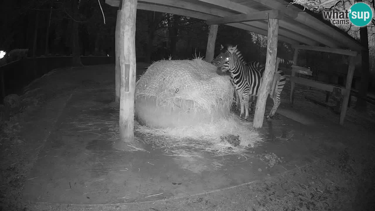 Le Zebre nello ZOO di Ljubljana – Slovenia Live webcam