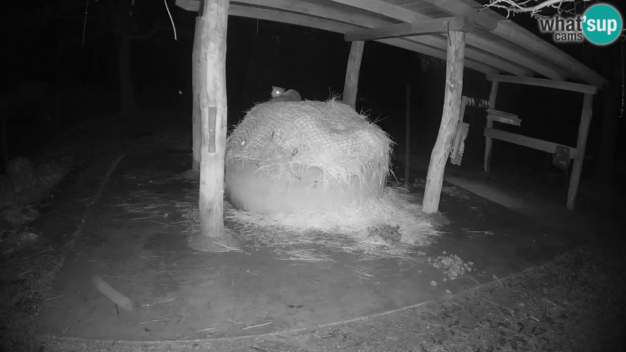 Live webcam Zebras in Ljubljana ZOO – Slovenia