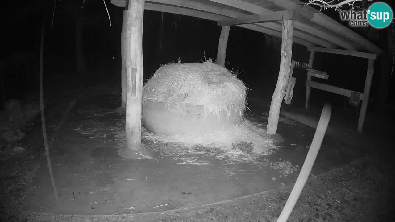 Camera en vivo Cebras in Ljubljana ZOO – Eslovenia