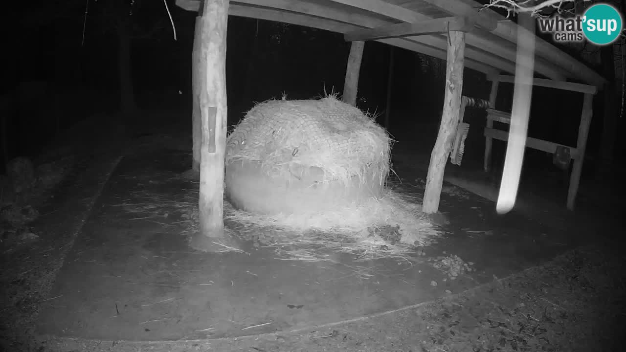 Live webcam Les zèbres in Ljubljana ZOO – Slovénie