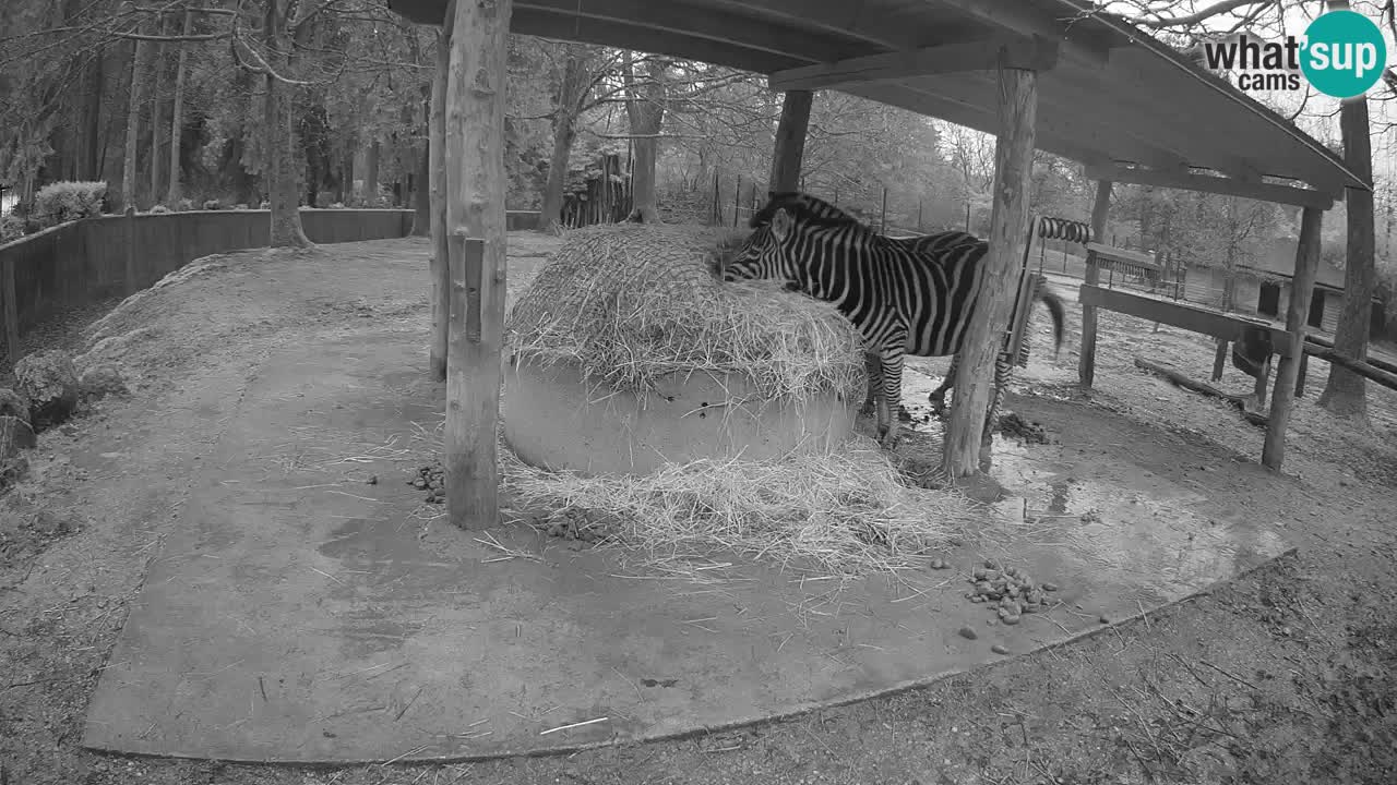 Zebre v živo v živalskem vrtu Ljubljana ZOO spletne kamere