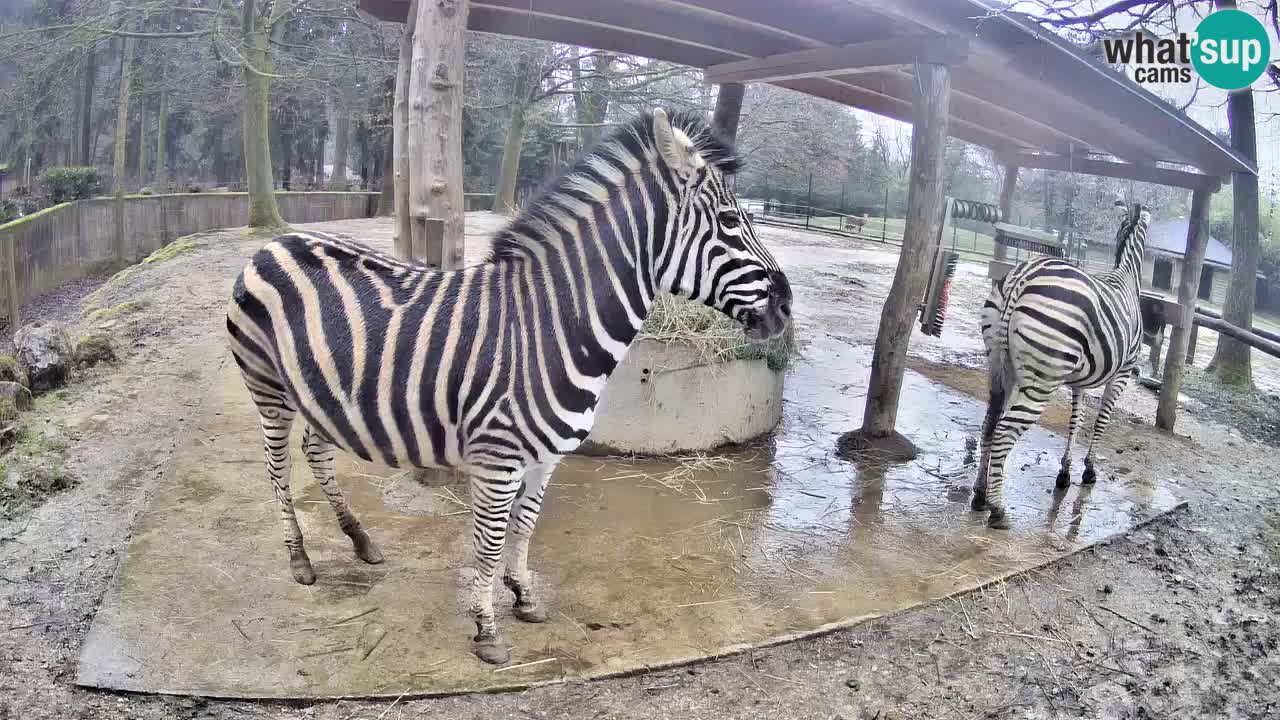 Live webcam Zebras in Ljubljana ZOO – Slovenia