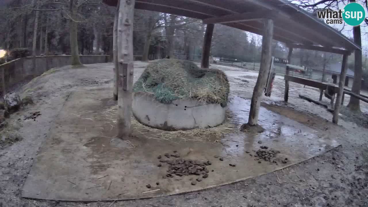 Live webcam Zebras in Ljubljana ZOO – Slovenia
